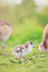 Baby Egyptian goose in the riverside, Spring, England