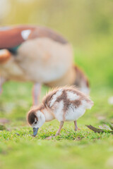 Obraz premium Baby Egyptian goose in the riverside, Spring, England