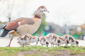 Baby Egyptian goose and family in the riverside, Spring, England