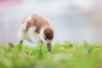 Baby Egyptian goose in the riverside, Spring, England