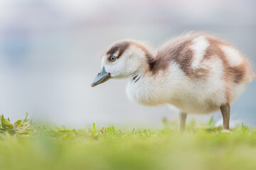 Baby Egyptian goose in the riverside, Spring, England
