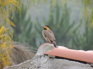 Pica-pau-do-campo