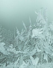 Window crystals in the winter