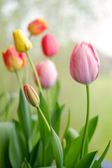 Obraz premium Tulipani