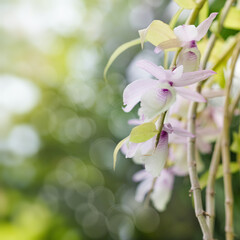 Fototapeta na wymiar Orchid flowers over blurred natural backgrounds