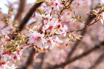 Obraz premium Cherry Blossom Flower in a park in Pittsburgh, Pennsylvanoa
