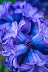 Close up from flowers with alot of Colour. © Sonny