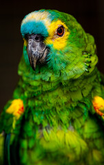 Parrot at KL Bird Park