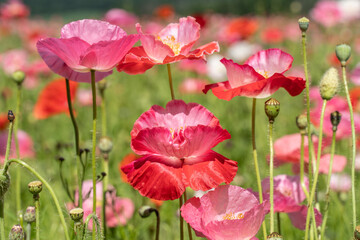 Pink Poppies Blooming in Meadow on Spring Morning