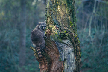 Waschbär klettert auf Baum