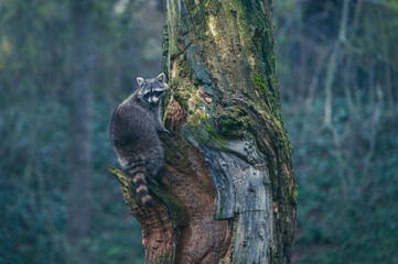 Obraz premium Waschbär klettert auf Baum