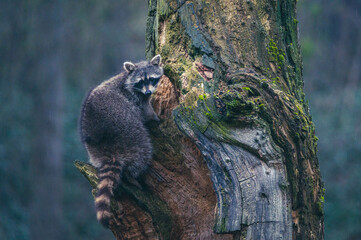 Waschbär klettert auf Baum