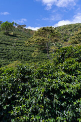 beautiful and leafy coffee plantation after harvest on the side of a mountain