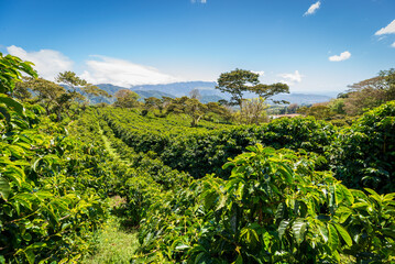 wide angle view of a coffee farm in central america
