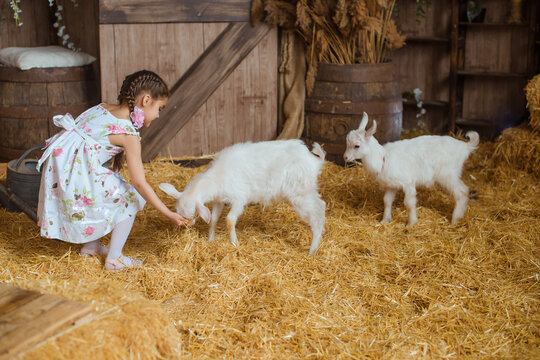 little girl in a summer dress is playing with two white baby goats in a barn with hay, against the backdrop of a wooden door.