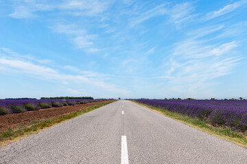 Road going through lavender field at Provence, France