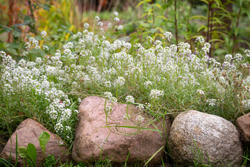 White alissum bushes in a flower bed in the garden