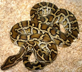 Burmese python (Python bivittatus) portrait