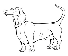 Dachshund. Vector illustration of a sketch dog. Hunting burrow dog