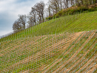 Weinberge im Frühjahr