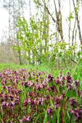 Lamium purpureum, red dead-nettle, purple dead-nettle, or purple archangel spring fresh organic herbal flowers wildflower in nature in green purple lilac colors