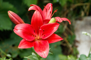 Oriental lily in flower bed in the garden