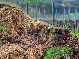 Pferdemist zur Düngung unterhalb eines Weiberges