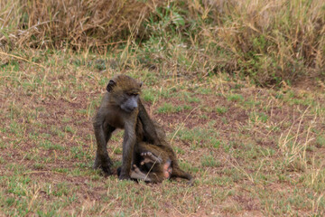 Two young olive baboons (Papio anubis) playing in savanna in Serengeti national park, Tanzania