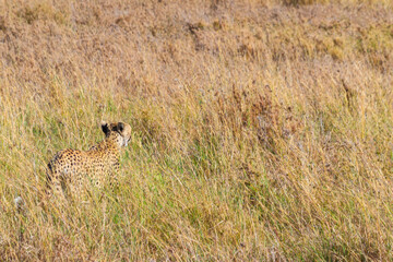 Cheetah (Acinonyx jubatus) in dry savanna in Serengeti National park in Tanzania