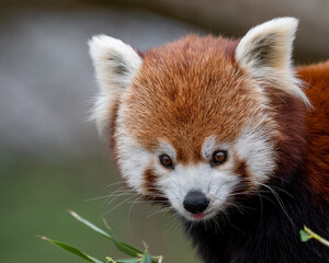 Red Panda Feeding on Bamboo Shots