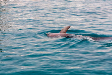 a very cute playful dolphin in the water