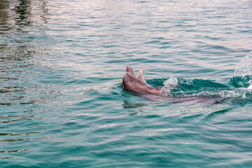 a very cute playful dolphin in the water