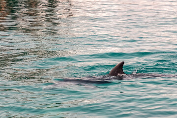 Obraz premium a very cute playful dolphin in the water