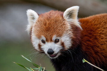 Red Panda Feeding on Bamboo Shots