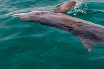 a very cute playful dolphin in the water