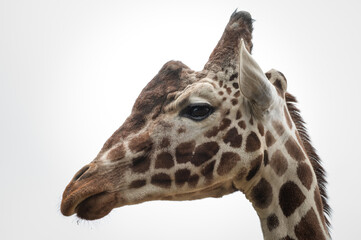 Rothschild Giraffe Head Side Profile