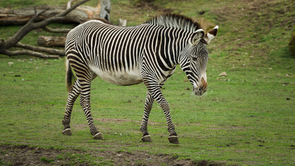Grevy's Zebra Walking on Grass