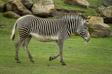 Fototapeta na wymiar Grevy's Zebra Walking on Grass
