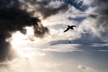 Fototapeta na wymiar A beautiful shot of a seagull in cloudy dramatic sky with sunset