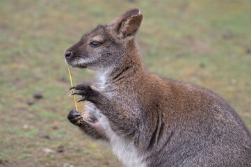 Wallaby Chewing on a Stick