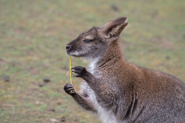 Wallaby Chewing on a Stick