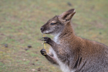 Naklejka na ściany i meble Wallaby Chewing on a Stick