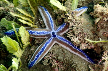 Costa Rica sea life