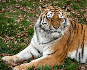 Amur Tiger Resting on the Ground