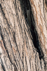 bark of an olive tree - 594085013