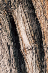 bark of an olive tree - 594085014