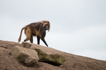 Large Gelada Monkey Standing on Top of a Hill