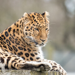 Amur Leopard Resting on a Wooden Platform