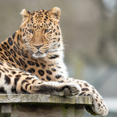 Amur Leopard Resting on a Wooden Platform