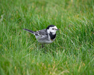 Pied Wagtail with an Insect in its Beak
